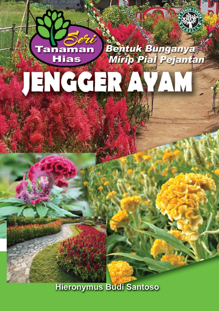 Seri Tanaman Hias: Jengger Ayam (Bentuk Bunganya Mirip Pial Pejantan)