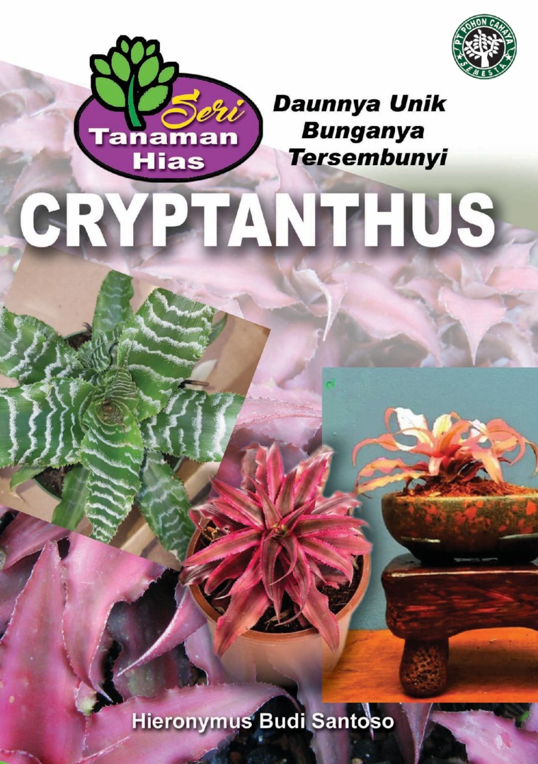 Seri Tanaman Hias: Cryptanthus (Daunnya Unik Bunganya Tersembunyi)